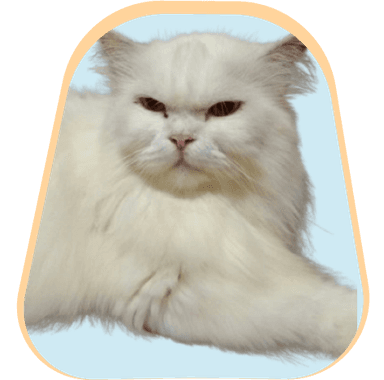 kucing1