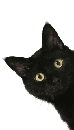 Kucing