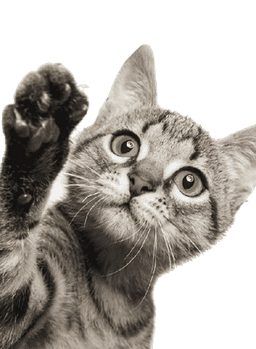 Kitten