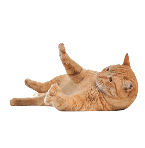 Cat Training