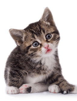 Kitten